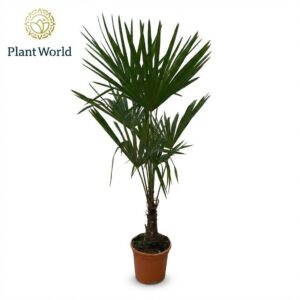 Trachycarpus fortunei Trachycarpus Fortuneii (Eagle Palm) P27 140-160cm
(1 Plants/Order)(27cmP 140cmH)