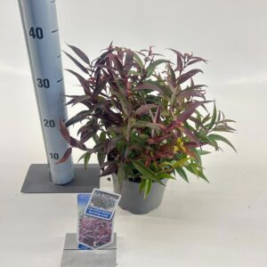 Leucothoe Burning Love Leucothoë keiskei 'Burning Love'
(1 Plants/Order)(17cmP 20cmH)