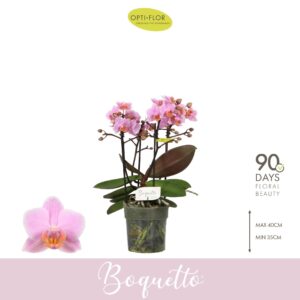 Phalaenopsis Multiflora Boquetto Romantico 3-5 spike
(12 Plants/Order)(12cmP 35cmH)