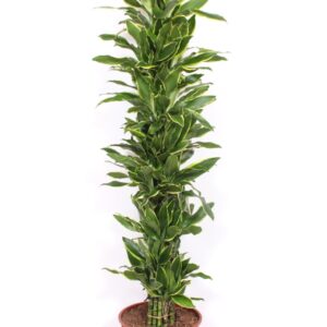 Dracaena Golden Coast Dracaena Golden Coast
(1 Plants/Order)(34cmP 180cmH)