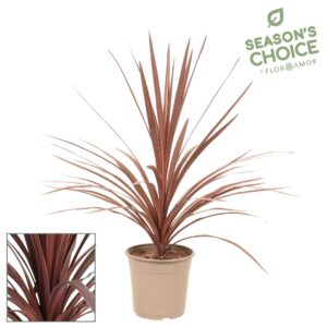 Cordyline Red Star Cordyline 'Red Star' 75 - 85 cm
(1 Plants/Order)(19cmP 75cmH)