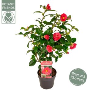 Camellia japonica Camellia jap. 'Mary Williams' Premium
(1 Plants/Order)(19cmP 80cmH)