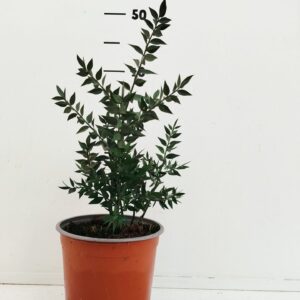 fruit trees and -heesters ov Ruscus aculeatus
(1 Plants/Order)(17cmP 20cmH)