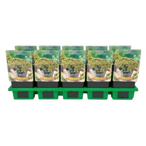 Sedum telephium Seduction Yellow De Sedum telephium 'Seduction Yellow Delicat' P11
(10 Plants/Order)(11cmP 25cmH)