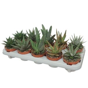 Aloe Aloë/Haworthia mix 10,5 cm
(10 Plants/Order)(10.5cmP 15cmH)
