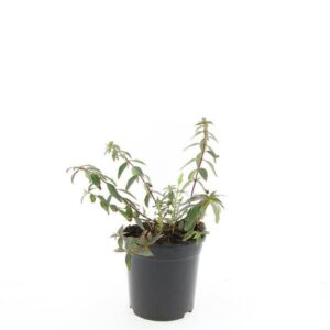 Hypericum x moserianum Tricolor Hypericum moser. 'Tricolor'
(8 Plants/Order)(14cmP 25cmH)