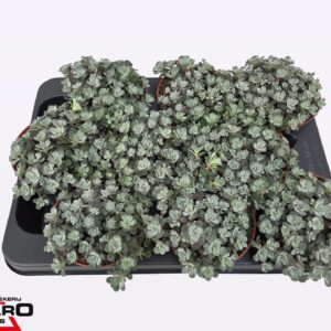Sedum spathulifolium Cape Blanco Sedum Cape Blanco
(15 Plants/Order)(10.5cmP 12cmH)