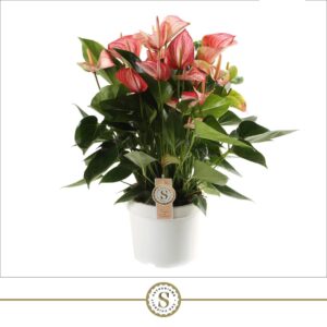 Anthurium Anthurium Livium Red 21cm
(1 Plants/Order)(21cmP 65cmH)