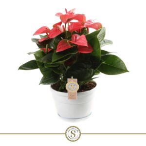 Anthurium Pink Champion Anthurium Schaal Napoli 20cm Pink Champion
(4 Plants/Order)(20cmP 45cmH)