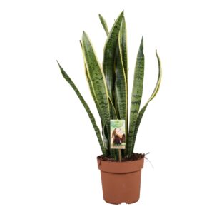 Sansevieria Laurentii Sansevieria Laurentii
(1 Plants/Order)(21cmP 75cmH)