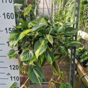 Philodendron Brasil Philodendron Scandens Brasil hangplant
(1 Plants/Order)(23cmP 50cmH)