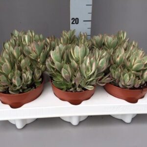 Crassula Crassula Swaziensis Variegata
(8 Plants/Order)(12cmP 15cmH)
