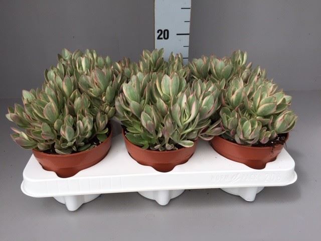 91c1e066-b475-4c7b-8aec-e80d47d7ef0f.jpg