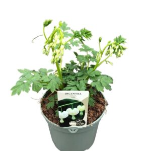 Dicentra spectabilis Alba Dicentra Spectabilis 'Alba'
(1 Plants/Order)(19cmP 20cmH)