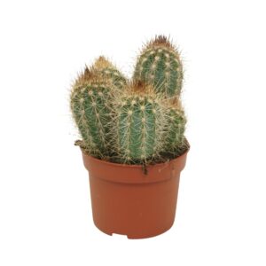Cactus Pilosocereus braunii 10,5 cm
(10 Plants/Order)(10.5cmP 15cmH)