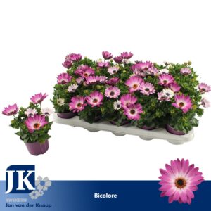 Osteospermum Margarita Pink Flare Osteospermum Bicolor TST
(15 Plants/Order)(10.5cmP 25cmH)