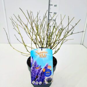 Buddleja Buddleja d. 'Summer Kids® Micki' C5
(1 Plants/Order)(23cmP 50cmH)