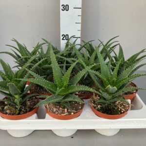 Aloe arborescens Aloe arborescens 10.5
(9 Plants/Order)(11cmP 15cmH)