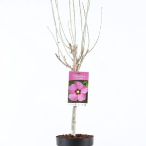 Hibiscus syriacus Woodbridge Hibiscus syr. 'Woodbridge' stam 30
(1 Plants/Order)(19cmP 95cmH)