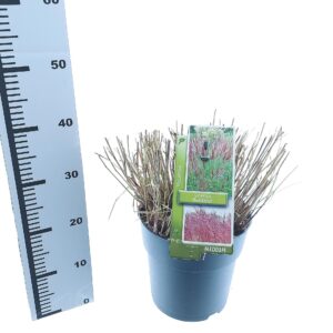 Miscanthus Red Chief Miscanthus sin. 'Red Chief'
(1 Plants/Order)(23cmP 35cmH)