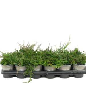 Juniperus Wiltonii horizontalis
(18 Plants/Order)(9cmP 10cmH)