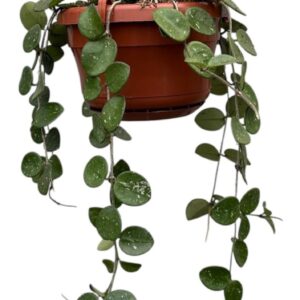 Hoya Hoya Mathilde
(8 Plants/Order)(14cmP 30cmH)