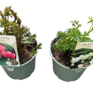 Dicentra spectabilis Dicentra Spectabilis mix
(1 Plants/Order)(17cmP 40cmH)