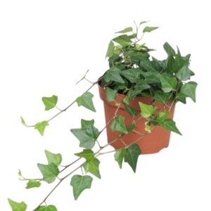 Hedera Lady Kay Hedera helix Lady Kay
(12 Plants/Order)(13cmP 30cmH)