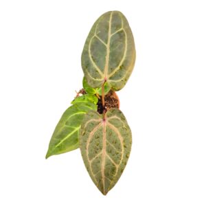 Anthurium Leaf DocBlock Anthurium Dark & Handsome® '9' X Minerva® '20'
(4 Plants/Order)(7cmP 15cmH)