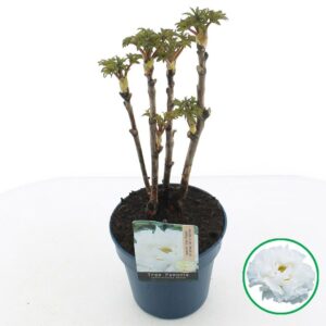 Paeonia suffruticosa Paeonia suffruticosa white C3 (19cm.)
(1 Plants/Order)(19cmP 40cmH)