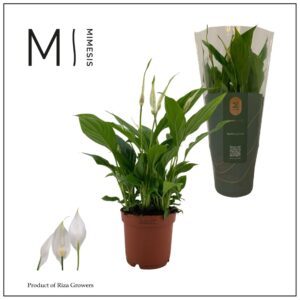 Spathiphyllum Bellini Mimesis Spathiphyllum Bellini - 13 cm
(10 Plants/Order)(13cmP 40cmH)