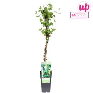 Lonicera Halliana Lonicera japonica Halliana P15
(10 Plants/Order)(15cmP 65cmH)