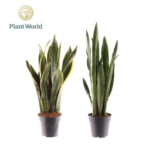 Sansevieria Sansevieria mixed 2 Types
(14 Plants/Order)(12cmP 45cmH)