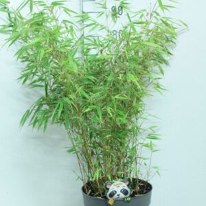 Fargesia rufa Fargesia rufa P29
(1 Plants/Order)(29cmP 90cmH)