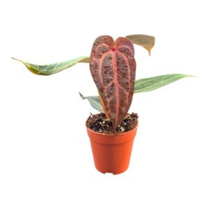 Anthurium Leaf DocBlock Anthurium Purple Rain® '27' X Red Velvet Cake® '24'
(2 Plants/Order)(9cmP 20cmH)