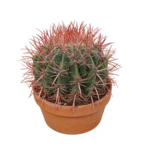 Ferocactus pilosus Ferocactus stainesii 20 cm
(3 Plants/Order)(20cmP 22cmH)