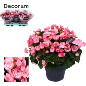 Begonia Betulia Candy Begonia betulia ''candy'' pink Decorum
(3 Plants/Order)(19cmP 35cmH)