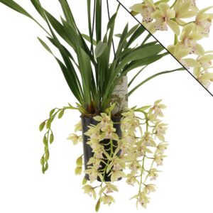 Cymbidium Usko Usko 3-4 spike
(4 Plants/Order)(14cmP 60cmH)