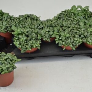 Fittonia Mosaic Springtime FITTONIA SPRINGTIME 12 CM
(9 Plants/Order)(12cmP 20cmH)