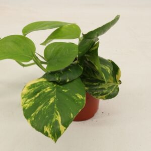 Epipremnum pinnatum Aureum epipremnum aureum
(12 Plants/Order)(10cmP 20cmH)