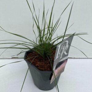 Siergrassen mix Muhlenbergia 'Capillaris'
(6 Plants/Order)(17cmP 30cmH)