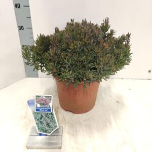 Andromeda polifolia Blue Ice Andromeda polifolia 'Blue Ice'
(1 Plants/Order)(23cmP 40cmH)