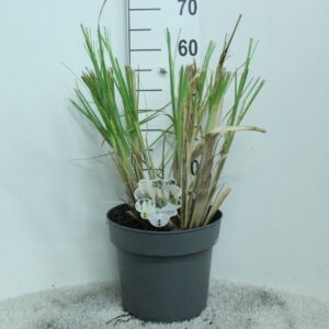 Cortaderia selloana Cortaderia selloana 'Junior' P29
(1 Plants/Order)(29cmP 60cmH)