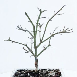 Acer palmatum Shaina Acer palmatum shaina, Pot 26cm.
(3 Plants/Order)(26cmP 45cmH)