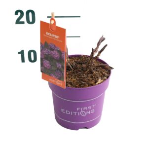 Hydrangea macrophylla Hydrangea m. 'Eclipse' Purple - P14
(6 Plants/Order)(14cmP 15cmH)