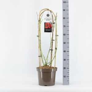 Rosa Rosa Rambler Rambling Rosie ®, C7.5, met bogen
(1 Plants/Order)(26cmP 70cmH)