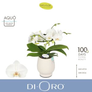 Phalaenopsis white more Ripsen Dioro Prestige 2 spike in Abruzzo White Aquo
(3 Plants/Order)(12cmP 50cmH)