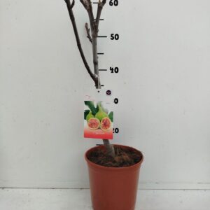 Ficus carica Ficus carica
(1 Plants/Order)(17cmP 60cmH)