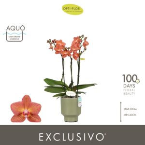 Phalaenopsis Multiflora Exclusivo Eos 3 spike in Emilia Green Aquo
(6 Plants/Order)(12cmP 45cmH)