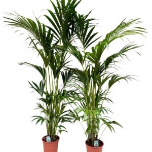 Howea forsteriana Howea forsteriana P24 H180
(1 Plants/Order)(24cmP 170cmH)